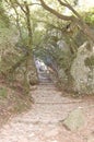 La Mola forest in the El Valles region Barcelona (Catalonia) next to Montserrat. Catalunya El Valles Barcelona. Royalty Free Stock Photo