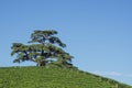 La Morra Cedar tree of Lebanon.