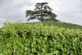 La Morra Lebanon Cedar, Piedmont, Langhe, Italy. Color image Royalty Free Stock Photo