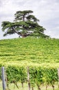 La Morra Lebanon Cedar, Piedmont, Langhe, Italy. Color image Royalty Free Stock Photo