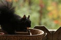 La nature en automne au quÃÂ©bec / Lovely squirrels Royalty Free Stock Photo