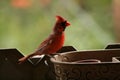 La nature en automne au quÃÂ©bec : Papa Cardinal Royalty Free Stock Photo