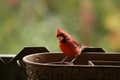 La nature en automne au quÃÂ©bec : Papa Cardinal Royalty Free Stock Photo