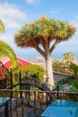 La Orotava terrace view with canary tree