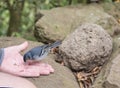 La Palma chaffinch, Fringilla coelebs palmae, Palman chaffinch male eating crumbs, feeding from man hand at lush