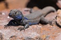 La Palma endemic male lizard portrait Gallotia galloti palmae Royalty Free Stock Photo