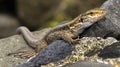 La Palma lizard, Caldera de Taburiente National Park, Spain