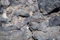 La Palma Lizard gallotia galloti palmae resting on volcanic lava rock in sunlight