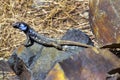 La Palma lizard, Sizeable lizard, Caldera de Taburiente National Park, Canary Islands, Spain