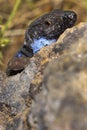 La Palma lizard, Caldera de Taburiente National Park, Spain