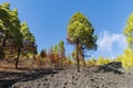 La palma ruta de los vulcanos fall trees