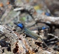 La Palma typical lizard Tizon Gallotia galloti palmae Royalty Free Stock Photo