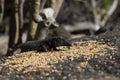 La Palma typical lizard Tizon Gallotia galloti palmae in Los Can Royalty Free Stock Photo