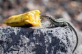 La Palma wall lizards gallotia galloti palmae eating discarded banana on volcanic rock. The male lizard has light blue coloring Royalty Free Stock Photo