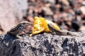 La Palma wall lizards gallotia galloti palmae eating discarded banana on volcanic rock. The male lizard has light blue coloring Royalty Free Stock Photo