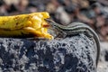 La Palma wall lizards gallotia galloti palmae eating discarded banana on volcanic rock. The male lizard has light blue coloring Royalty Free Stock Photo