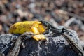 La Palma wall lizards gallotia galloti palmae eating discarded banana on volcanic rock. The male lizard has light blue coloring Royalty Free Stock Photo