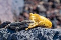 La Palma wall lizards gallotia galloti palmae with a mouthful of discarded banana on volcanic rock. The male lizard has light Royalty Free Stock Photo