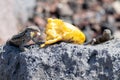 La Palma wall lizards gallotia galloti palmae with a mouthful of discarded banana on volcanic rock. The male lizard has light Royalty Free Stock Photo