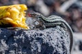 La Palma wall lizards gallotia galloti palmae pink tongue licks nose after feasting on a discarded banana, La Palma Island, Royalty Free Stock Photo