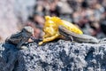 La Palma wall lizards gallotia galloti palmae sticking out tongue and eating discarded banana on volcanic rock. The male lizard Royalty Free Stock Photo