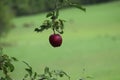 La pomme - apple Royalty Free Stock Photo