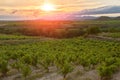 La Rioja. Spain. Vineyard at sunset Royalty Free Stock Photo