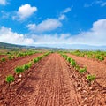 La Rioja vineyard fields in The Way of Saint James Royalty Free Stock Photo