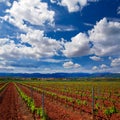 La Rioja vineyard fields in The Way of Saint James Royalty Free Stock Photo