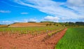 La Rioja vineyard fields in The Way of Saint James Royalty Free Stock Photo