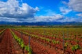 La Rioja vineyard fields in The Way of Saint James Royalty Free Stock Photo