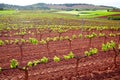 La Rioja vineyard fields in The Way of Saint James Royalty Free Stock Photo