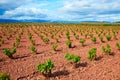 La Rioja vineyard fields in The Way of Saint James Royalty Free Stock Photo