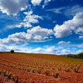 La Rioja vineyard fields in The Way of Saint James Royalty Free Stock Photo