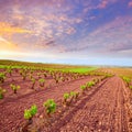 La Rioja vineyard fields in The Way of Saint James Royalty Free Stock Photo