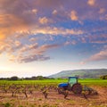 La Rioja vineyard in The Way of Saint James Royalty Free Stock Photo