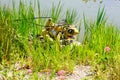 Animated robot frog of the mechanical menagerie in french city of La Roche sur