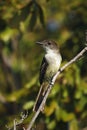 La Sagra flycatcher Myiarchus sagra sitting on the branch. Cuban songbird on a branch on the islets around Cuba Royalty Free Stock Photo