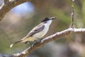 La sagra`s flycatcher myiarchus sagrae with bee Royalty Free Stock Photo