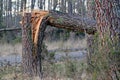 Between Tartas and Rion des Landes, Landes. Storm Klaus.