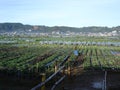 La Trinidad Strawberry Farm Baguio city Royalty Free Stock Photo