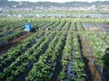 La Trinidad Strawberry Farm Baguio city Royalty Free Stock Photo