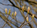 Leaf buds of a chestnut tree Royalty Free Stock Photo