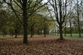 Laagse Bergse Bos in the Netherlands during the autumn