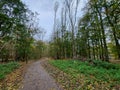 Laagse Bergse Bos in the Netherlands during the autumn