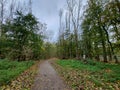 Laagse Bergse Bos in the Netherlands during the autumn