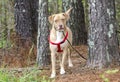 Lab American Bulldog mixed breed dog with red harness, pet adoption photography Royalty Free Stock Photo