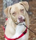 Lab American Bulldog mixed breed dog with red harness, pet adoption photography