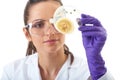 Lab assistant check petri dish with bacterium