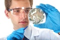 Lab assistant check petri dish with bacterium Royalty Free Stock Photo